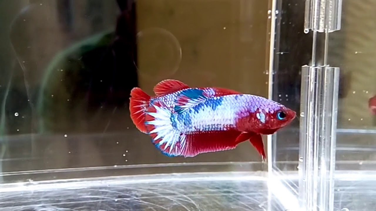 Cara membedakan cupang jantan dan betina mudah sekali untuk pemula