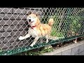 NOT THE SMARTEST DOGS doing DUMB THINGS – LAUGH at FUNNY DOGS compilation