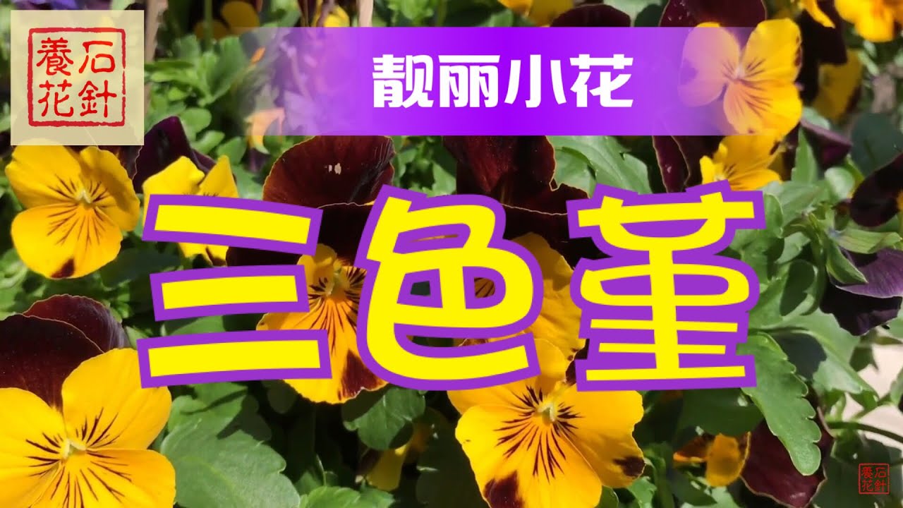 说说庭院小花的生长习性- 三色堇- YouTube