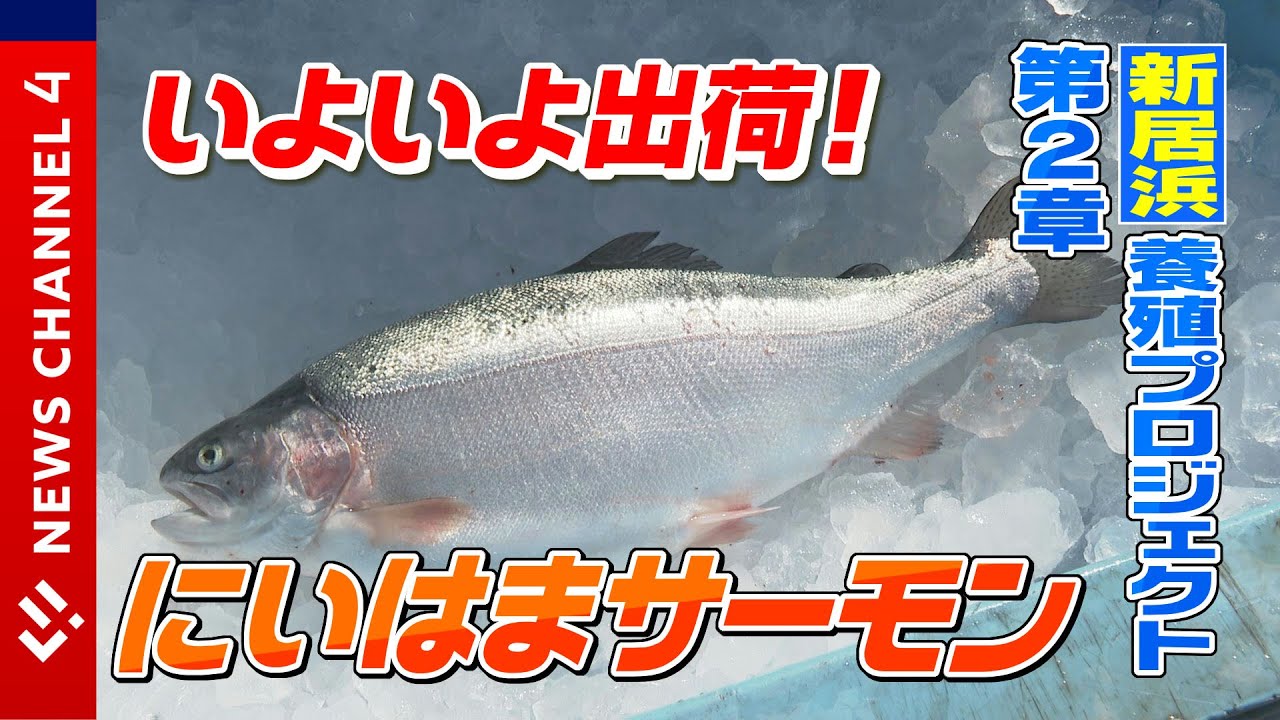 【養殖】いよいよ出荷！にいはまサーモン＜NEWS CH.4＞