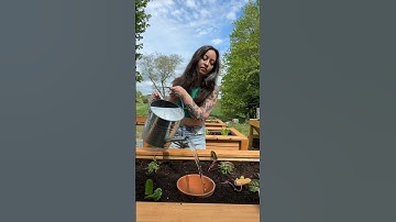 Never Water Your Garden Again 💧#olla #ollas #oya #irrigation #gardeningvideos #growfood #gardener