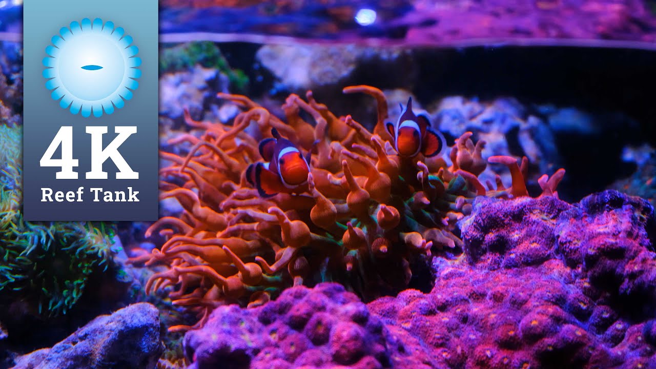 4K Cinematic Reef Aquarium - We found Nemo!