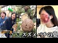 スズメバチの巣を駆除したら妹が蜂に刺された。家にできた巨大な巣を家族で破壊