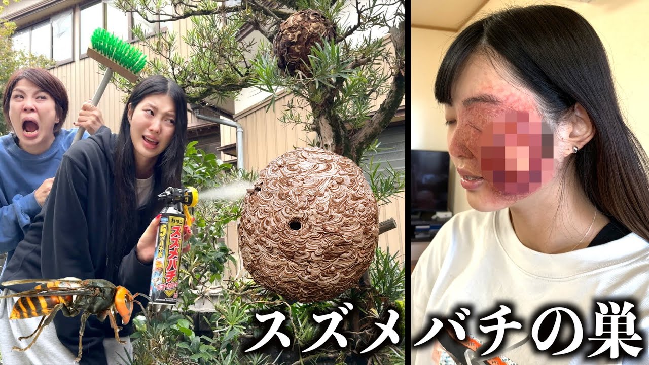 スズメバチの巣を駆除したら妹が蜂に刺された。家にできた巨大な巣を