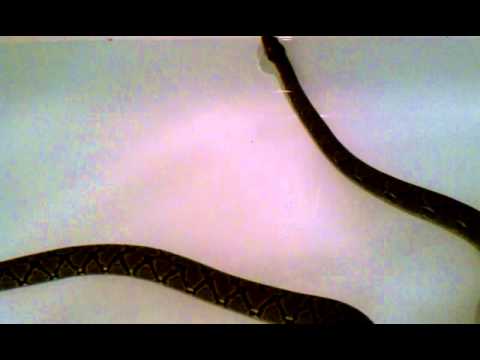 Reticulated python swimming