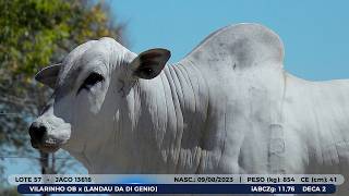 LOTE 57