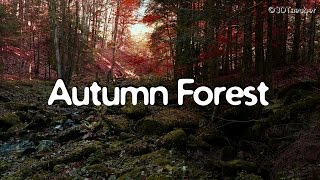 AUTUMN FOREST Sounds 1 Hour Video, Nature Relaxation @ Waterfall