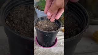 زراعة الروزماري ?❤️❤️ plant gardenlife gardenplants religion gardentrees mygarden gardening