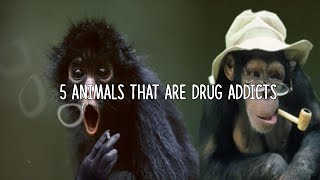 5 Animals That Are Drug Addicts!