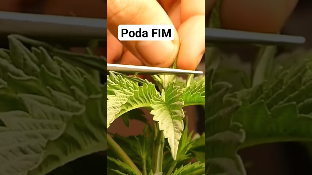 COMO HACER LA PODA FIM ✂️🍁 