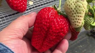 Strawberry Hunting 433