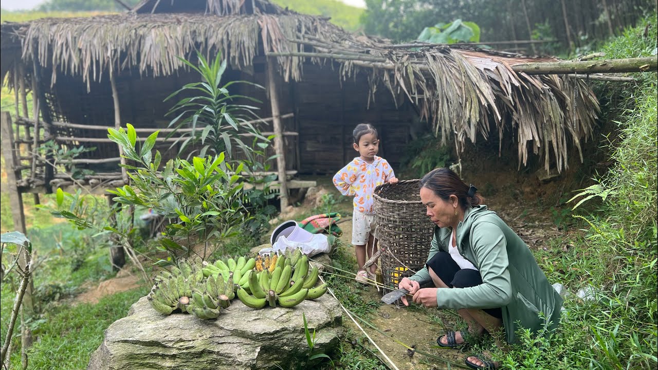 Single Mother Life In The Mountains Harvesting Bananas Goes To Sell single-mother-life-in-the-mountains-harvesting-bananas-goes-to-sell
