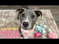 Mosa | Tenderhearted, playful, cuddle-loving