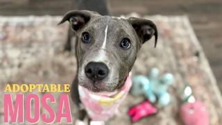 Mosa | Tenderhearted, playful, cuddle-loving