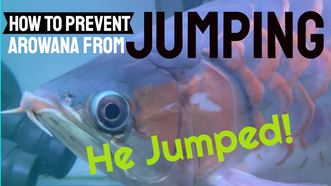 🆕How To Prevent Arowana Jumping I Why Does My Arowana Keep Jumping I