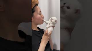 plz Subscribe ❤😻🐾Cute kitten #cat #lovecats #cats #catvideos #kittens #catlover #princesscat #kitten