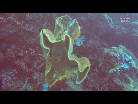 ДАЙВИНГ DIVE SITE TIMUR-1 | DIVING INDONESIA NORTH SULAWESI ISLAND BUNAKEN