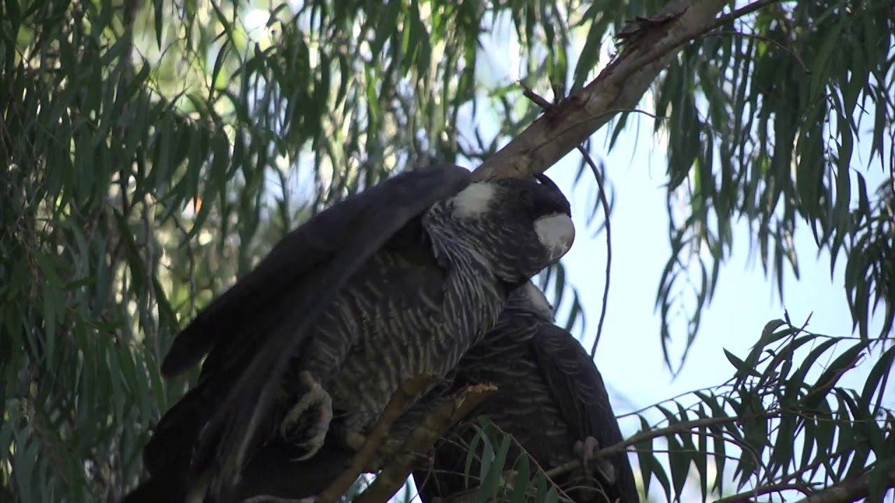 A female Carnaby’s Black-Cockatoo stretching and yawning - a head study