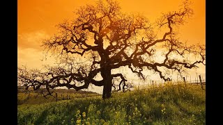 The Rapture Tree