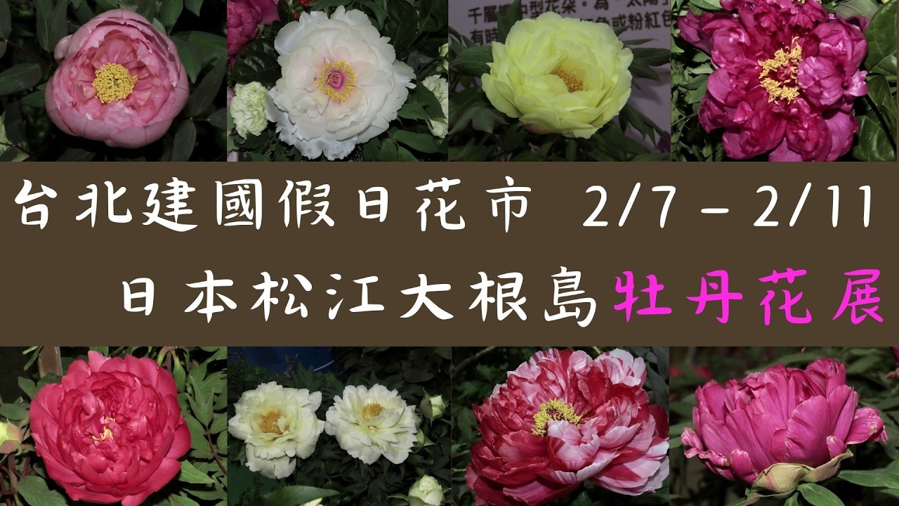 空運來台！日本松江大根島頂級牡丹在台北盛開，建國花市2026牡丹展即日起至2/11盛情開展！