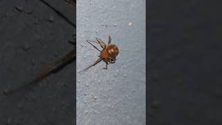 Aranha da Família Theridiidae (possível)
