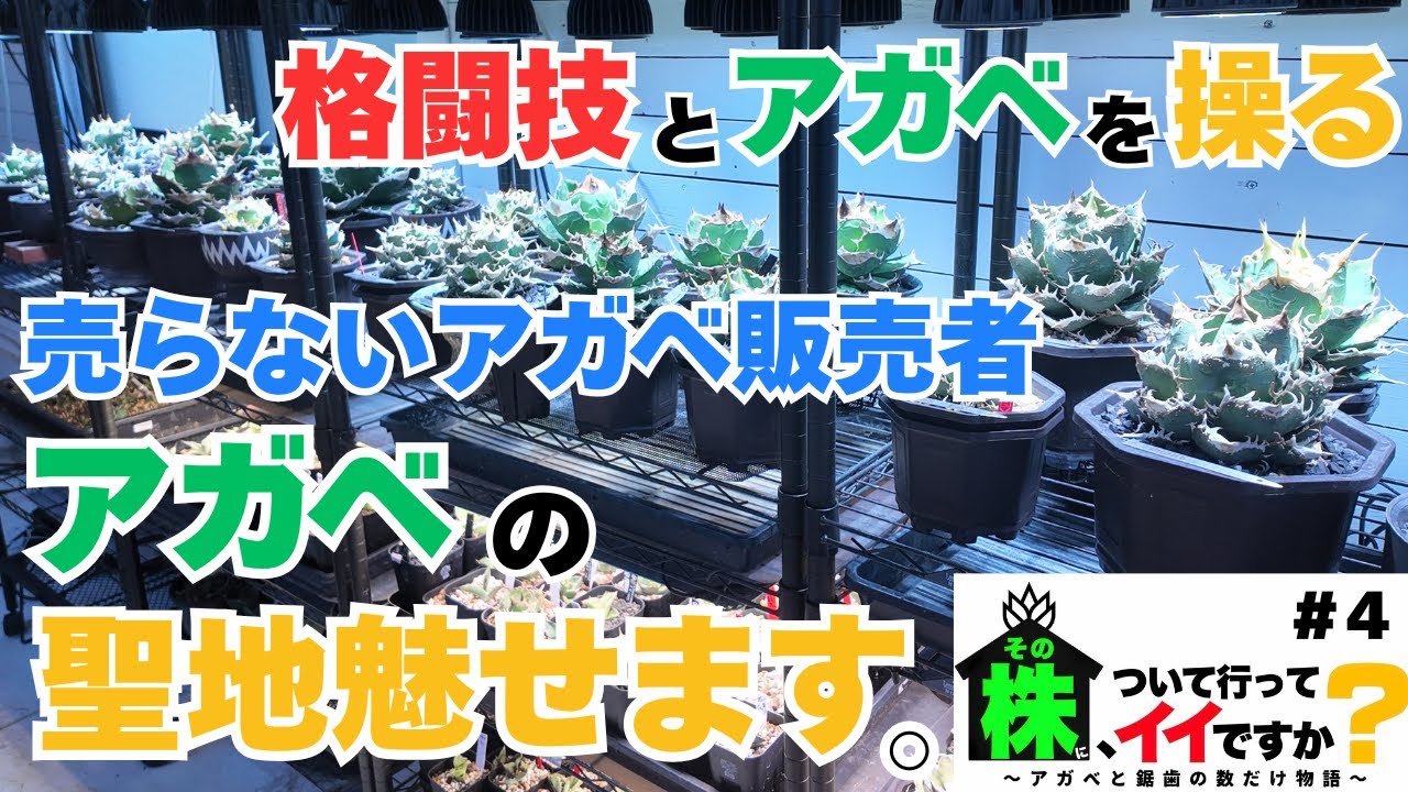 格闘技とアガベを操る 売らないアガベ販売者 アガベの聖地魅せます。[その株に、ついて行っていいですか？#4]