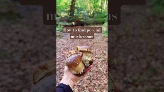 How to find a porcini 🍄‍🟫 #foraging