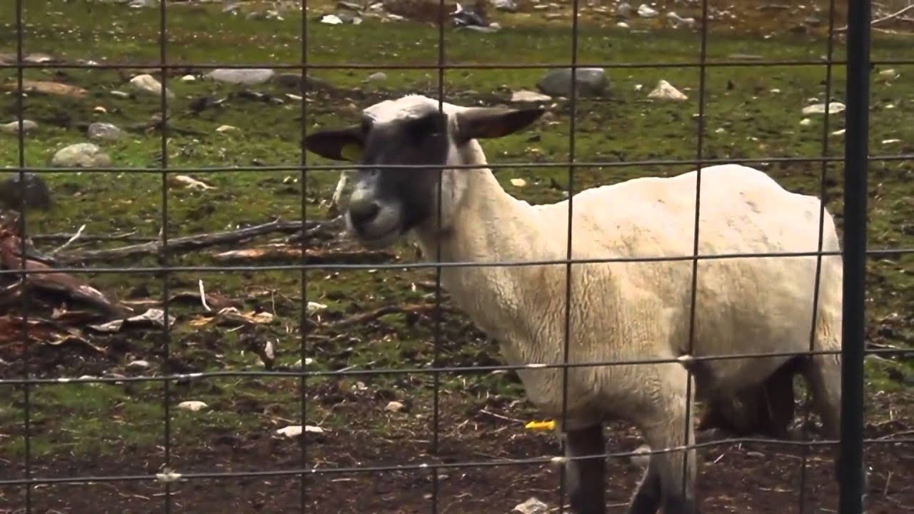 Fuck all fuck - тупая ТП