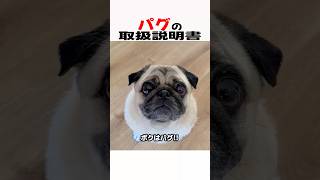 日本人が絶対好きな犬、パグの魅力を紹介した結果