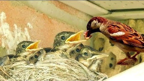 Sparrow Baby Sound | Baby Sparrow Sound | Baby Sparrow Chirping For Feed in The Nest | Sparrow Sound