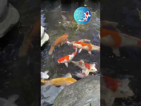 Kibakoi thuộc tập đoàn Dabaco