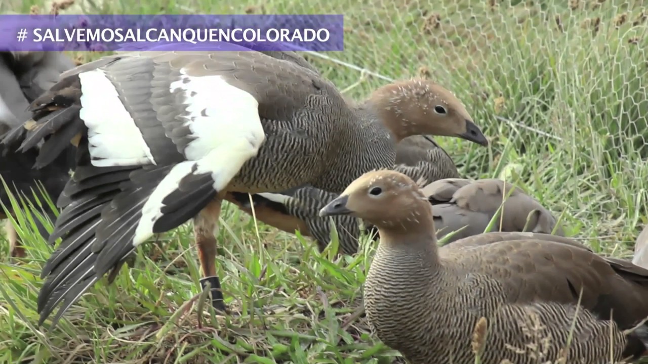 SALVEMOS AL CANQUÉN COLORADO!!!