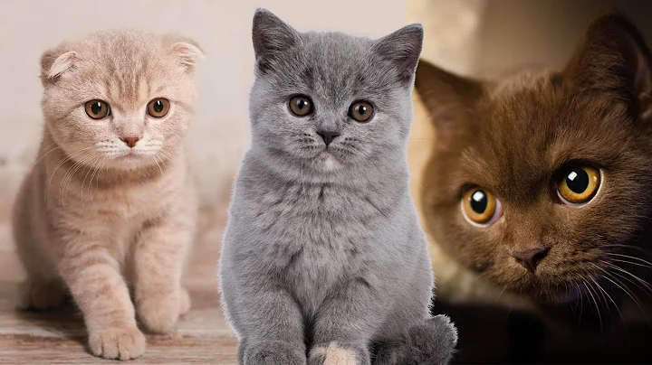 Video 1800311: sweet british shorthair cat, beautiful british shorthair cat, cute british shorthair kitten