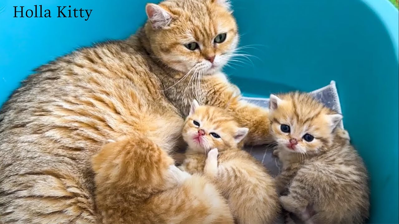 Cute Kittens Enjoying the Green Grass - Relaxing Cat Sounds Compilation