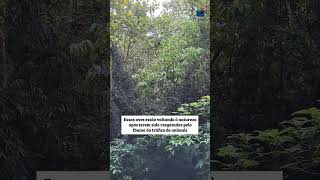 101 Aves São Apreendidas Em Ação Contra O Tráfico De Fauna Em Sc