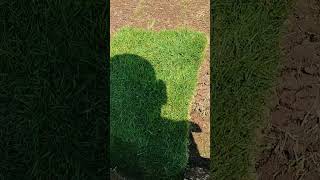 Lawn Supplier And Dealers in Delhi NCR #lawnindia #SamratsoftLawn #garden #flowers #nature #trending
