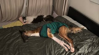 Bad Vlog Loopy Moopy