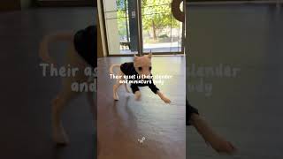 Meet our #italiangreyhound 😍#shorts #petlover #cutepuppy #puppy #pet #puppylove #puppylife #puppies