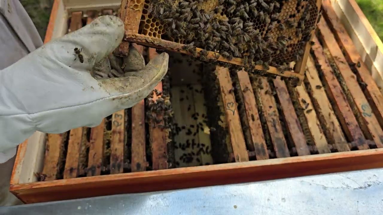 DEPOPULARE RESTRANGEREA CUIBULULUI 🐝🐝🐝⁉️