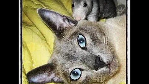 Watch the video about Big rescue for Binx - my Blue Mink Tonkinese Cat!