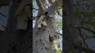 Amazing See How Hadza Tribe Man Take Bird At Baobab Holes