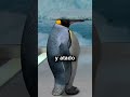 El último pingüino gran alca vivió así