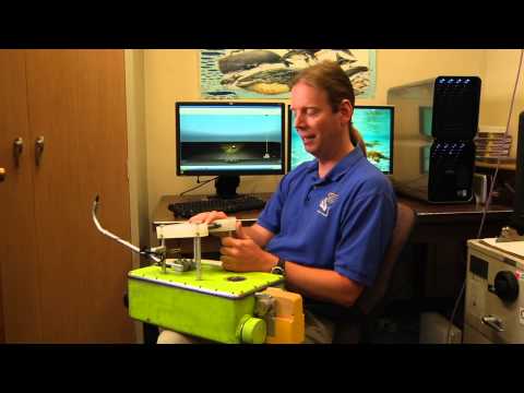Dolphin Lifesavers pt. 2: How Dolphins see with Sound