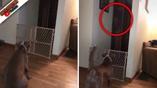 Terekam Jelas! Pemilik Rumah Ketakutan!! Saat Anjingnya Melihat Sosok Penampakan Hantu!!