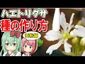 食虫植物 ハエトリグサの花に受粉させて種を作る！【食虫植物TV】