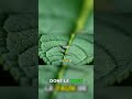 Le secret des plantes super saines révélé par le Brix #jardinage #plantes