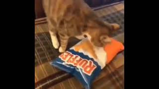 Cat wants chips meme