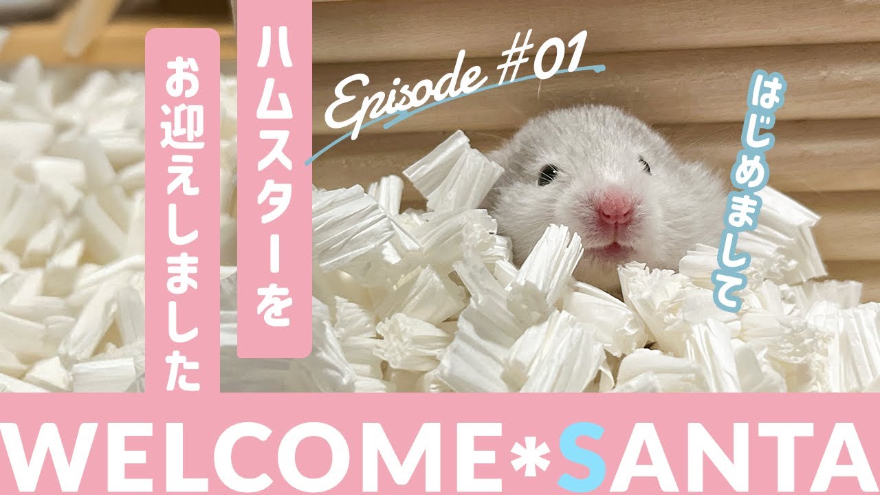 【はじめまして】ハムスターをお迎えした日