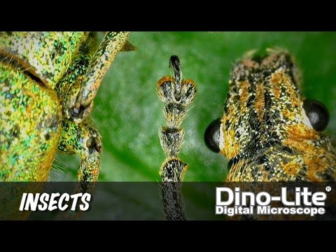 Dino-Lite Applications: Insects and Entomology