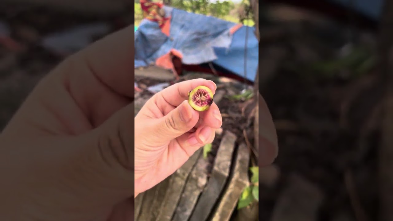 Về quê, chúc mừng năm mới xuân Bính Ngọ 2026 mã đáo thành công 